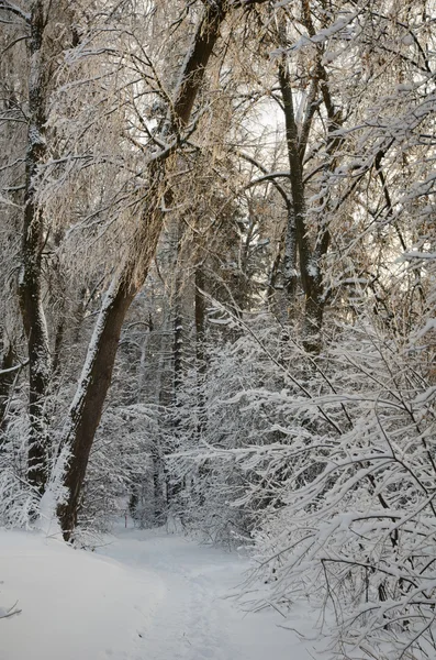 Ryska fryst skog — Stockfoto