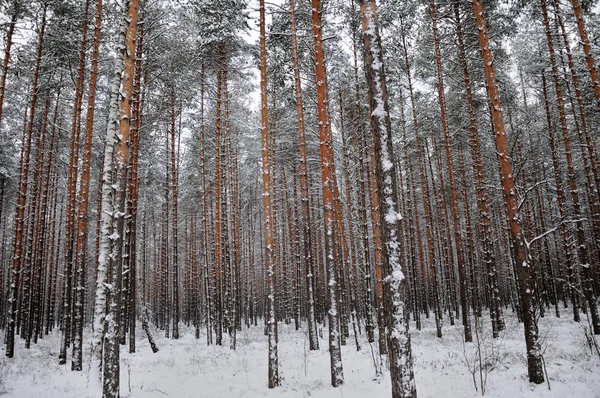 Pattern of the winter pine tree forest — Stock Photo, Image