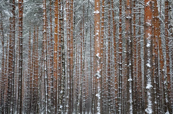 Nära syn på vintern pinjeskog — Stockfoto