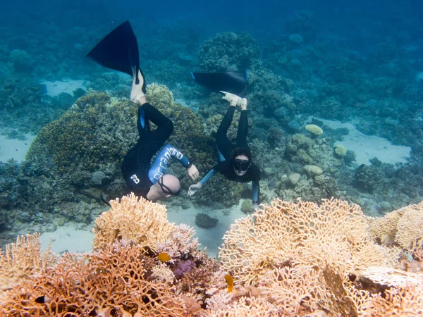Freediver dwa nurkowania między korale — Zdjęcie stockowe