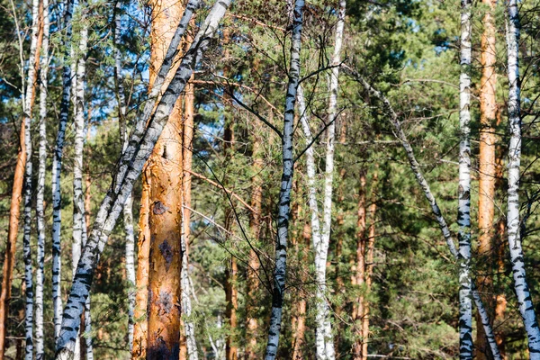 Forest, full of birch and pine trees, plays with shadows — Stock Photo, Image