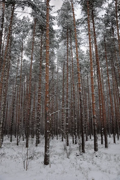Pattern of the winter pine tree forest — Stock Photo, Image