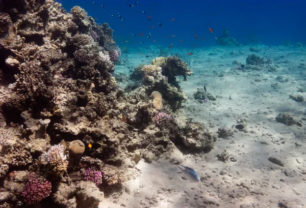 Egypte koraalrif in de buurt van Dahab in echte kleuren — Stockfoto