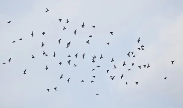 Grupa waxwing leci przez niebo — Zdjęcie stockowe
