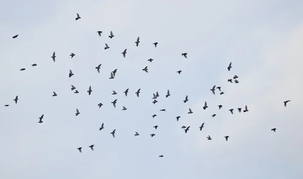 Skupina waxwing létá po obloze — Stock fotografie