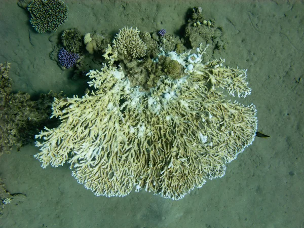 Einzige ägyptische Koralle — Stockfoto