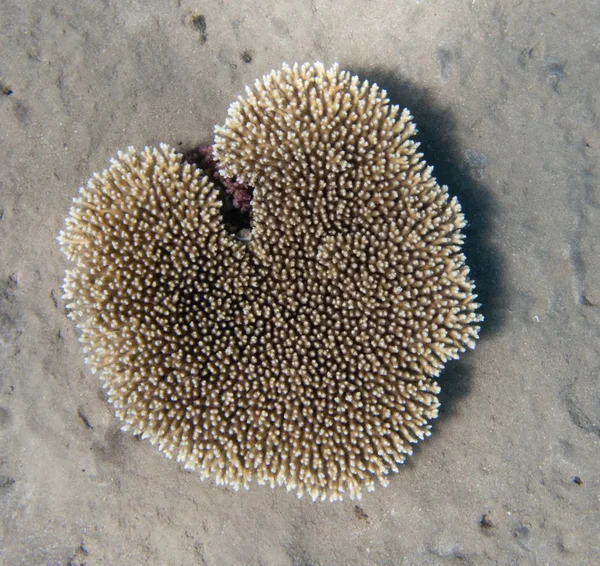 Herzförmige ägyptische Koralle in der Nähe von Dahab — Stockfoto