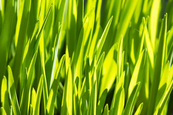 Ricca erba verde primavera, adatta come immagine di sfondo — Foto Stock