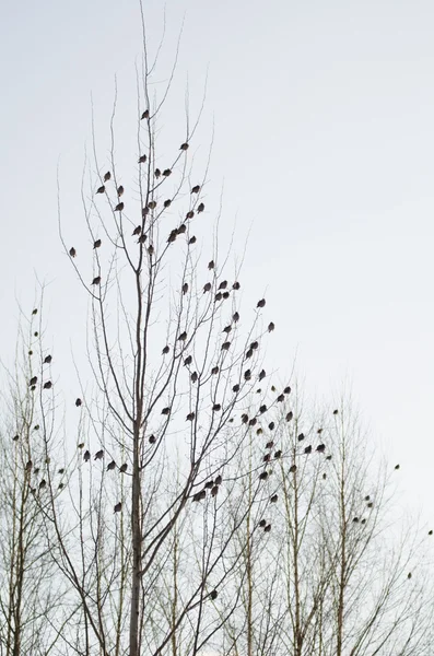 Grupa waxwings siedzi na drzewie — Zdjęcie stockowe