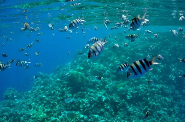 Récif corallien et poissons à la mer Rouge près de Dahab — Photo