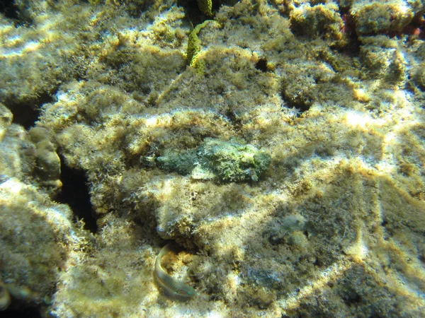 Fast unsichtbarer Steinfisch auf einem Riff — Stockfoto