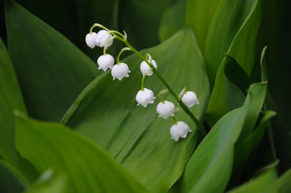 Lilly of the valley flowers, close view — Stock Photo, Image