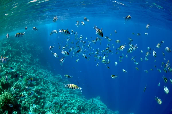 Korálový útes a ryby na pobřeží Rudého moře poblíž města Dahab — Stock fotografie
