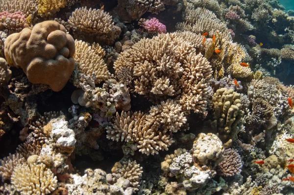 Belo recife de coral perto da cidade de Dahab, no Egito — Fotografia de Stock