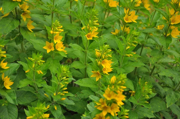 Group of small yellow flowers — Stock Photo, Image