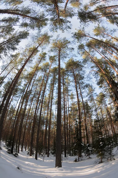 Sferische uitzicht op het dennenbos van de winter — Stockfoto