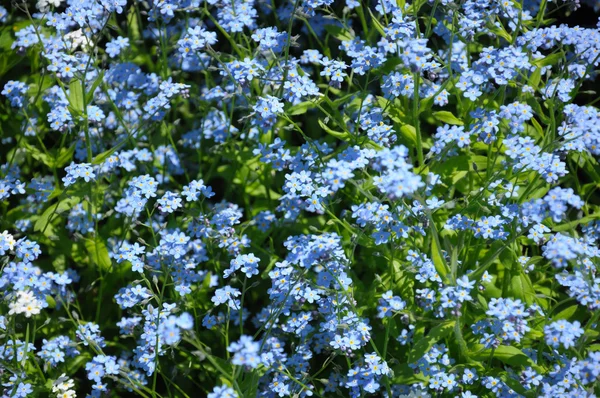 Группа маленьких голубых весенних цветов — стоковое фото