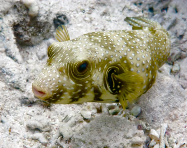 Boxfish — Stock fotografie