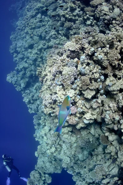 Coral reef en papegaai vis aan de rode zee in de buurt van Dahab stad — Stockfoto