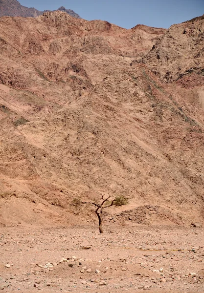 Lonely tree at Egyptian mountains — Stock Photo, Image