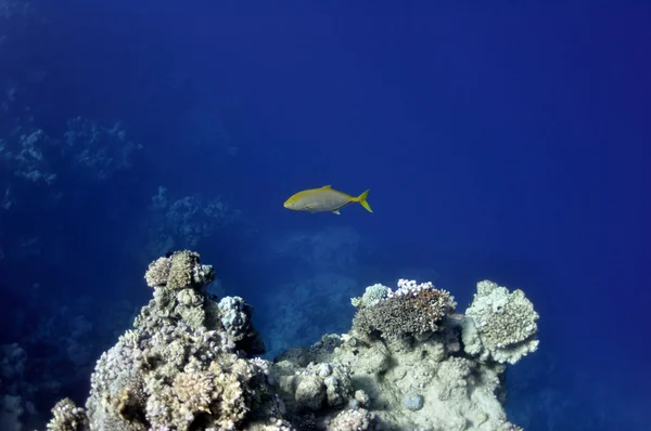 Coral reef and sparidae fish at the Red Sea near Dahab town — Stock Photo, Image