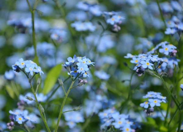 Close-up van kleine blauwe Lentebloemen — Stockfoto