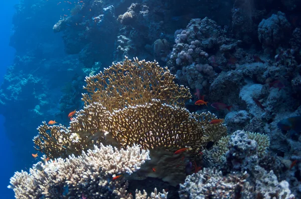 Belo recife de coral perto da cidade de Dahab, no Egito — Fotografia de Stock