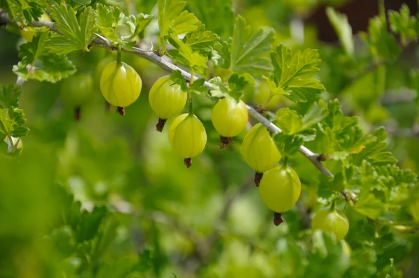 Ramo di uva spina con un sacco di uva spina verde e foglie — Foto Stock