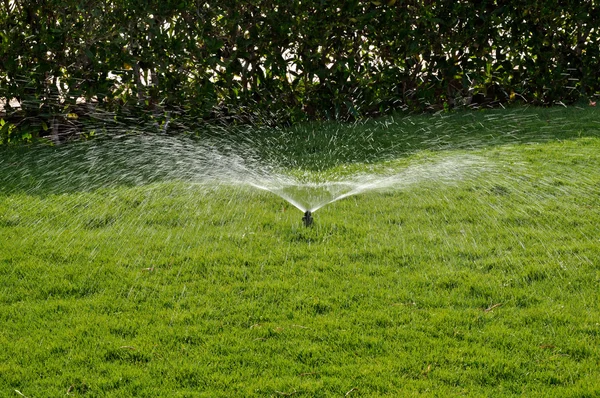 Sprayed water drops on a poured lawn