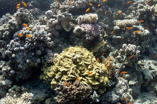 Belo recife de coral perto da cidade de Dahab, no Egito — Fotografia de Stock