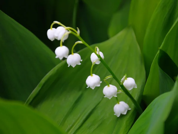 Lilly of the valley flowers, close view — Stok Foto