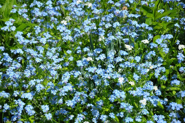 Groep van kleine blauwe Lentebloemen — Stockfoto