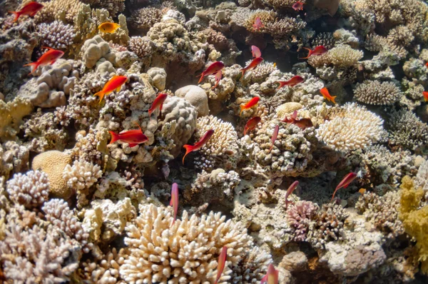 Beau récif corallien près de la ville de Dahab en Egypte — Photo