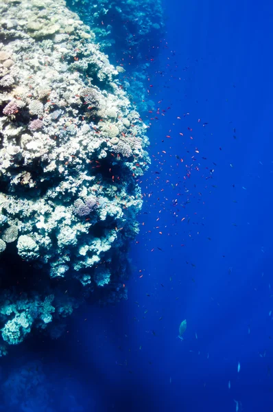 Beau récif corallien près de la ville de Dahab en Egypte — Photo