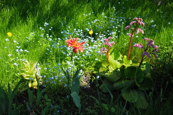 Группа различных весенних цветов — стоковое фото