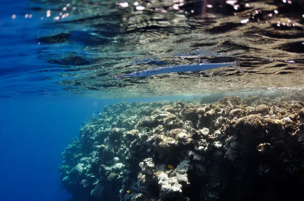 Récif corallien et sifflet à la mer Rouge près de Dahab — Photo