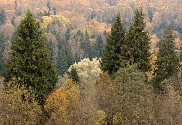 Färgglad höst skog — Stockfoto