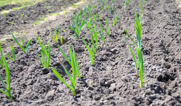 Vue supérieure de la plantation d'ail — Photo