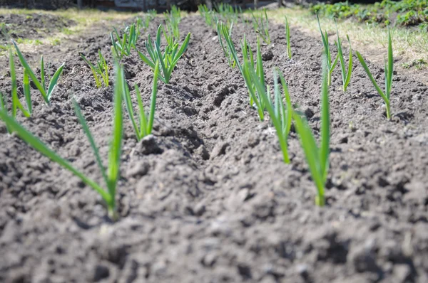 The planting of garlic — Stock Photo, Image