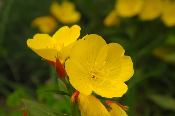 Closeup view of the two yellow flowers on green background — Stock Photo, Image