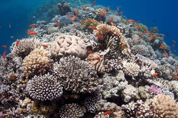 Belo recife de coral perto da cidade de Dahab, no Egito — Fotografia de Stock