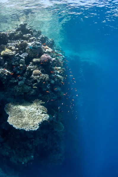 Beau récif corallien près de la ville de Dahab en Egypte — Photo