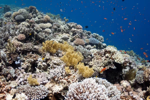 Belo recife de coral perto da cidade de Dahab, no Egito — Fotografia de Stock