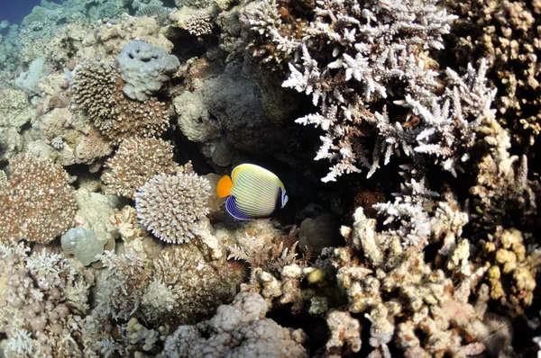 Recifes de coral e peixes no Mar Vermelho perto da cidade de Dahab — Fotografia de Stock