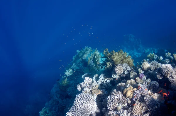 Piękne rafy koralowej w pobliżu miasta Dahab w Egipcie — Zdjęcie stockowe