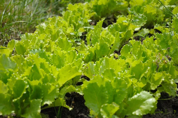 Lettuce planting — Stock Photo, Image