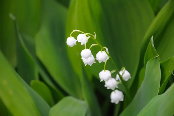 Lilly of the valley flowers, focus on upper one — Stock Photo, Image