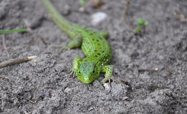 Lizard on the ground, front view — Stock Photo, Image