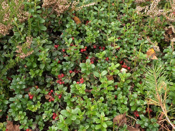 Close view of the cowberry field — Stock Photo, Image