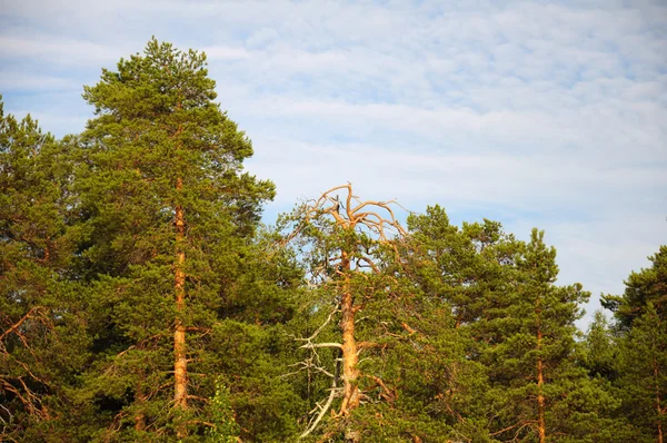 Vieux pin sec dans une forêt — Photo